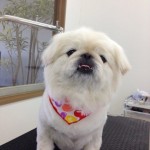 ペキニーズ　ミミちゃん２６８